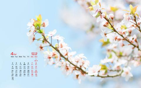 樱花图片图片 _ 第(3)张