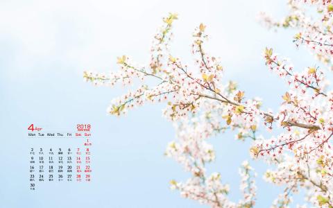 樱花图片图片 _ 第(4)张