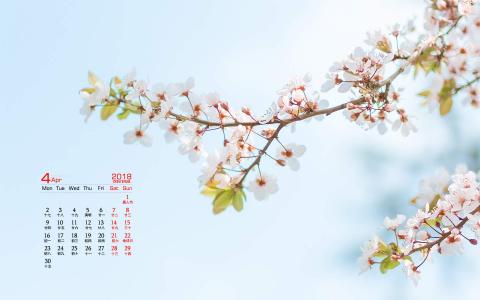樱花图片图片 _ 第(6)张