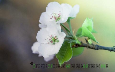 梨花图片图片 _ 第(4)张