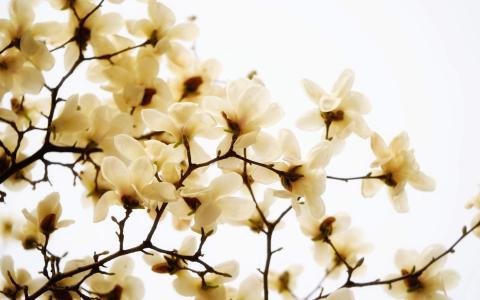 兰花图片 _ 第(7)张