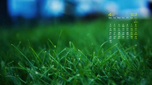 可爱的小雏菊小清新桌面壁纸第1张