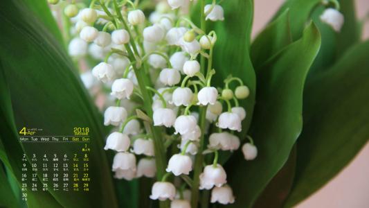 可爱的小雏菊小清新桌面壁纸第3张