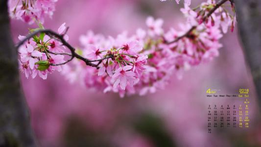 2018年4月唯美粉色樱花高清桌面日历壁纸第0张