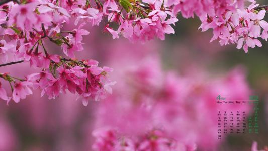2018年4月唯美粉色樱花高清桌面日历壁纸第1张