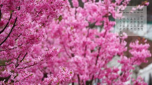 2018年4月唯美粉色樱花高清桌面日历壁纸第3张