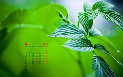 可爱的小雏菊小清新桌面壁纸第2张