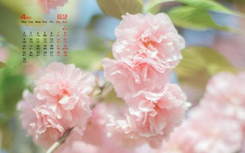 2018年4月樱花日历图片桌面壁纸第2张