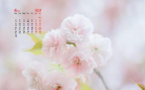 2018年4月樱花日历图片桌面壁纸第5张