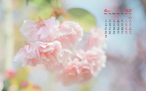 2018年4月樱花日历图片桌面壁纸第6张