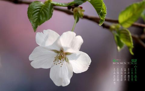 樱花图片图片 _ 第(2)张