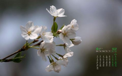 樱花图片图片 _ 第(3)张