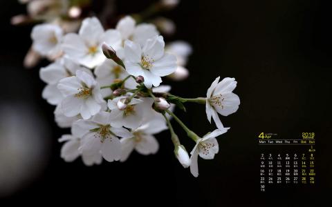 樱花图片图片 _ 第(4)张