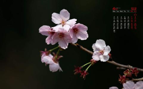 樱花图片图片 _ 第(5)张