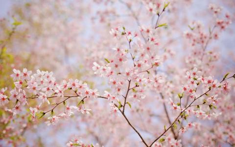 2019年4月春日唯美樱花高清日历壁纸第4张