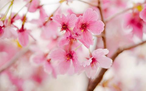 2019年4月春日唯美樱花高清日历壁纸第5张