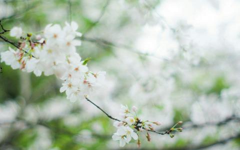 樱花图片图片 _ 第(8)张
