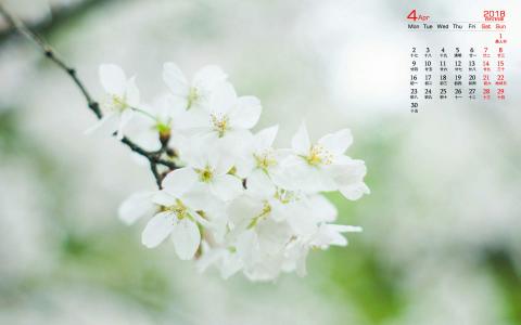 2018年4月唯美樱花摄影图片日历壁纸第0张