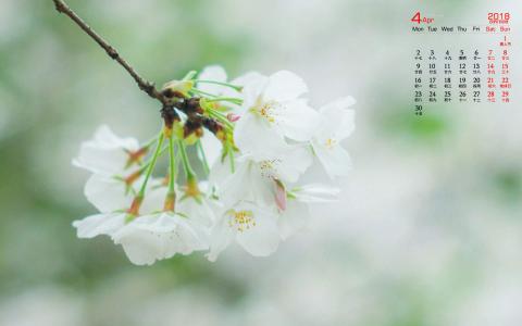 2018年4月唯美樱花摄影图片日历壁纸第2张