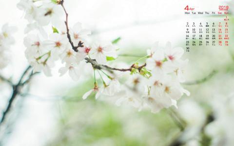 2018年4月唯美樱花摄影图片日历壁纸第3张