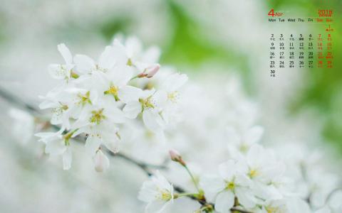 2018年4月唯美樱花摄影图片日历壁纸第4张