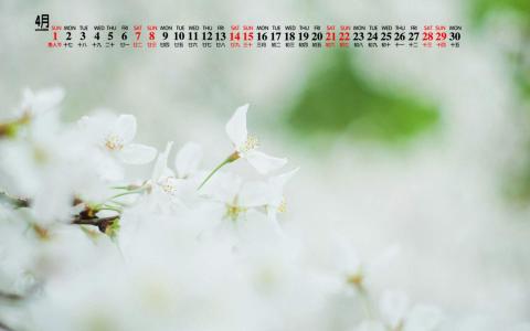 2018年4月唯美樱花摄影图片日历壁纸第5张