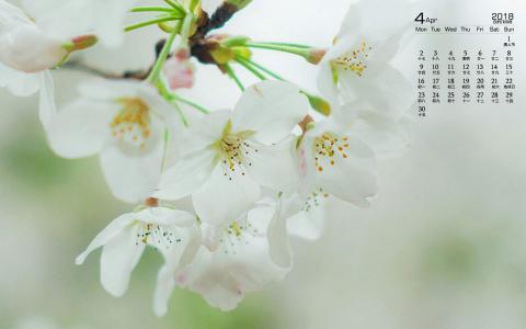 2018年4月唯美樱花摄影图片日历壁纸第6张