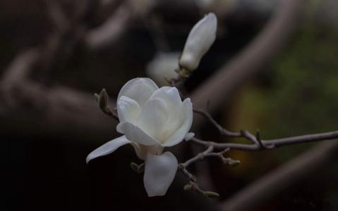 蟹爪兰花图片  蟹爪兰图片  蟹爪兰植物图片第1张