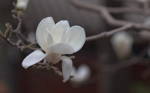 蟹爪兰花图片  蟹爪兰图片  蟹爪兰植物图片第2张