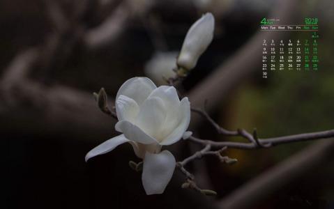 兰花图片 _ 第(2)张