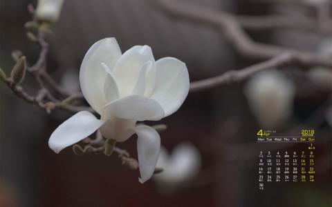 兰花图片 _ 第(3)张