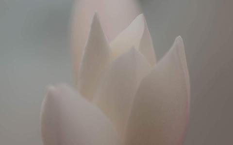 精选淡雅清新的好看兰花高清绿色护眼植物花卉图片桌面壁纸下载第3张