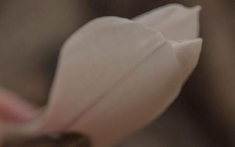 精选淡雅清新的好看兰花高清绿色护眼植物花卉图片桌面壁纸下载第6张