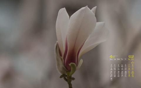 兰花图片 _ 第(5)张