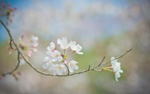 纯白唯美樱花摄影高清桌面壁纸第0张