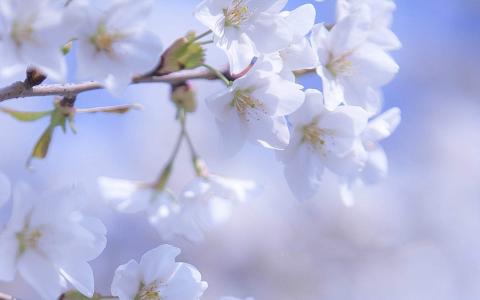 纯白唯美樱花摄影高清桌面壁纸第3张