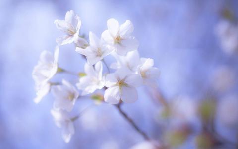纯白唯美樱花摄影高清桌面壁纸第4张