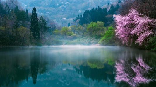 樱花图片图片 _ 第(9)张