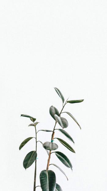 叶子图片 _ 第(8)张