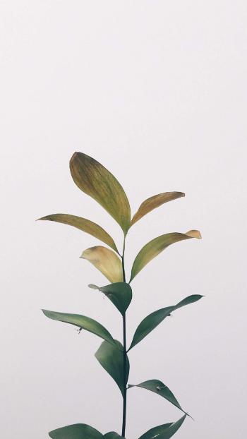 叶子图片 _ 第(9)张