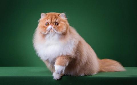 小猫图片 _ 第(1)张