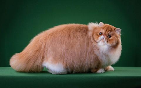 小猫图片 _ 第(2)张