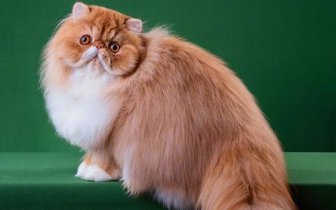 小猫图片 _ 第(3)张