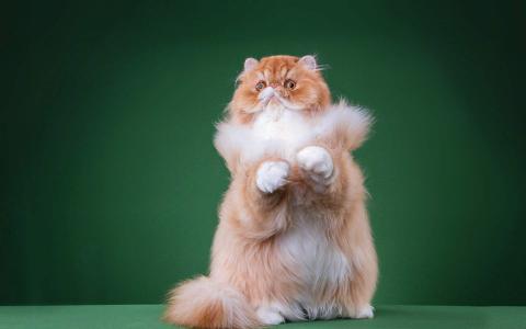 小猫图片 _ 第(4)张