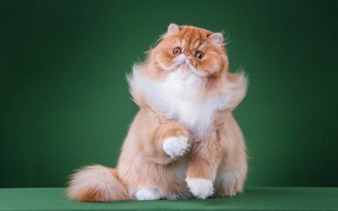 小猫图片 _ 第(5)张