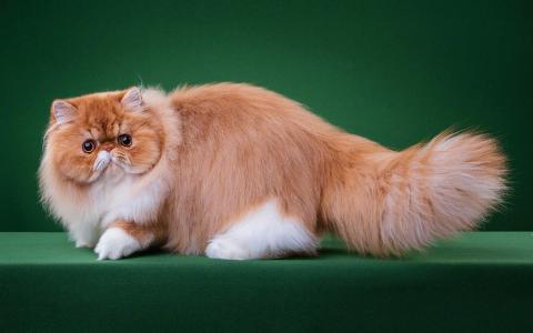 小猫图片 _ 第(7)张
