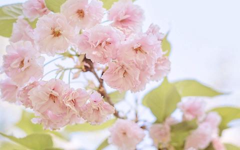 樱花图片图片 _ 第(7)张