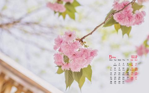 樱花图片第3张