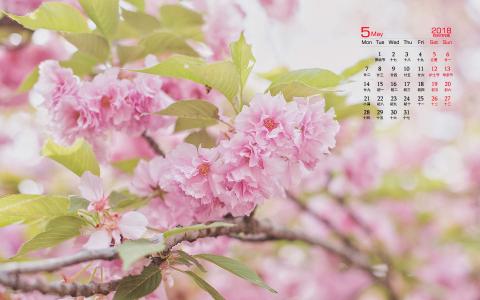 2018年5月樱花唯美日历图片桌面壁纸第4张