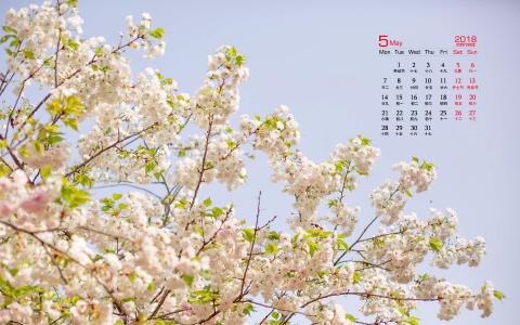 2018年5月樱花唯美日历图片桌面壁纸第5张